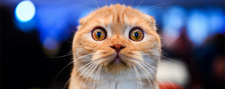 surprised cat