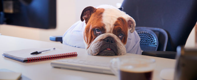 depressed dog at desk